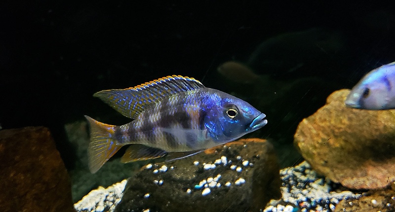 Placidochromis johnstoni